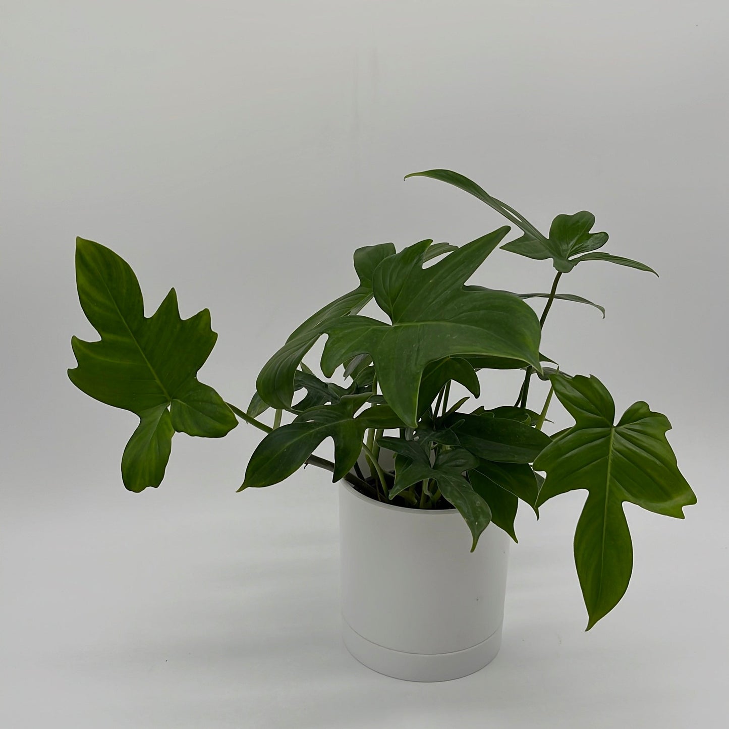 Philodendron ‘Florida Green’