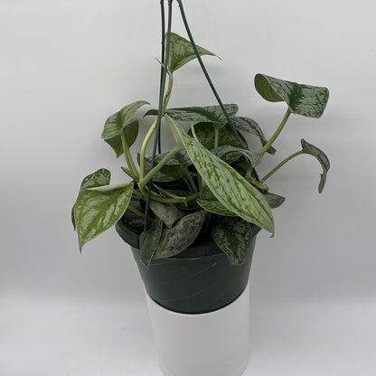 Pothos Silver 'Scindapsus Pictus'
