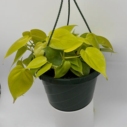 Philodendron Lemon Lime