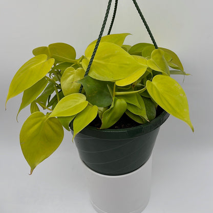 Philodendron Lemon Lime