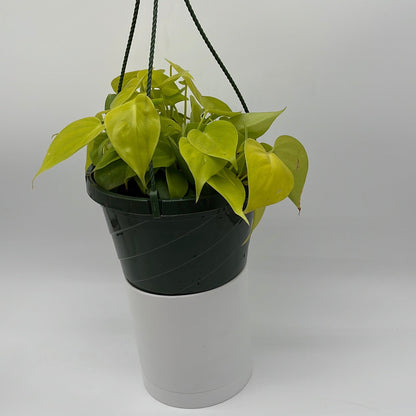 Philodendron Lemon Lime