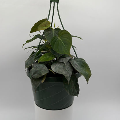 Philodendron Micans