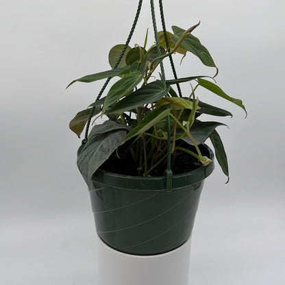 Philodendron Micans