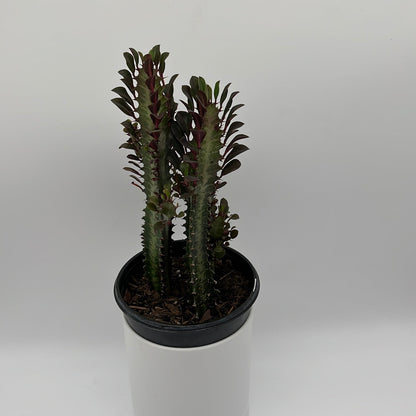 Euphorbia Trigona (Red)