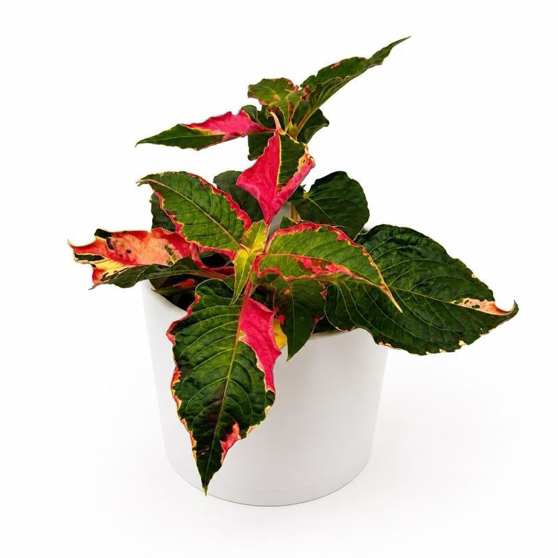 Alternanthera 'Party Time' - Tampa Home & Garden Store