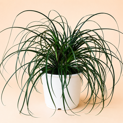 Ponytail Palm - Tampa Home & Garden Store