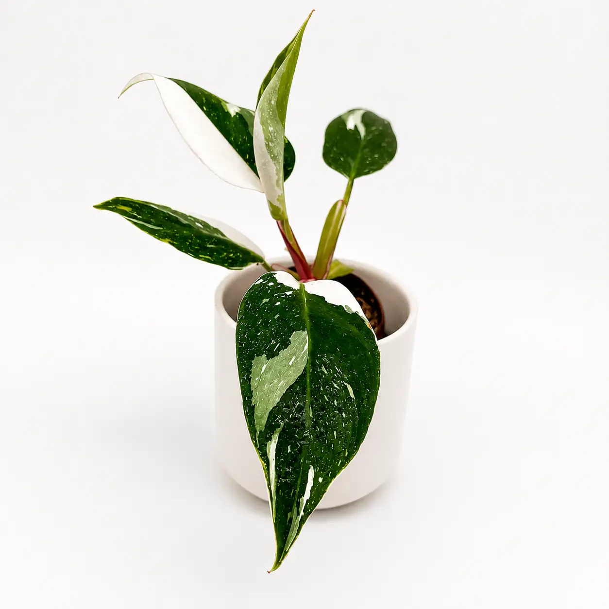 Exotic Philodendron White Princess Plant RUNOPLANTS, variegated leaves with red stems in white pot on Tampa Home & Garden Store