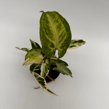 Syngonium Starlite