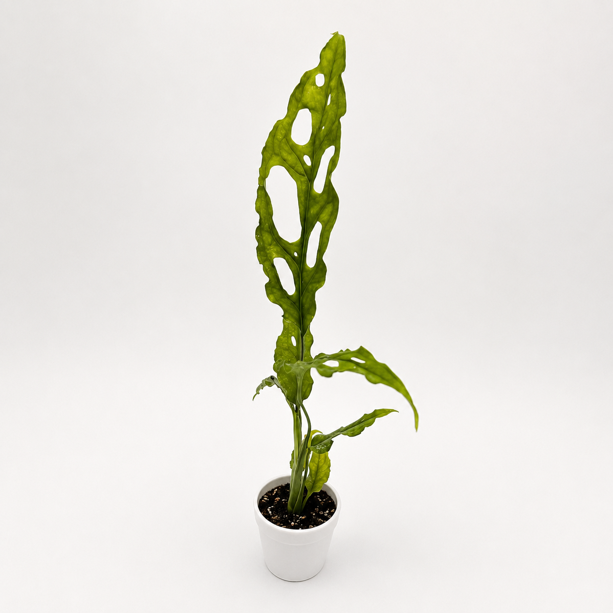 Monstera Obliqua Peru