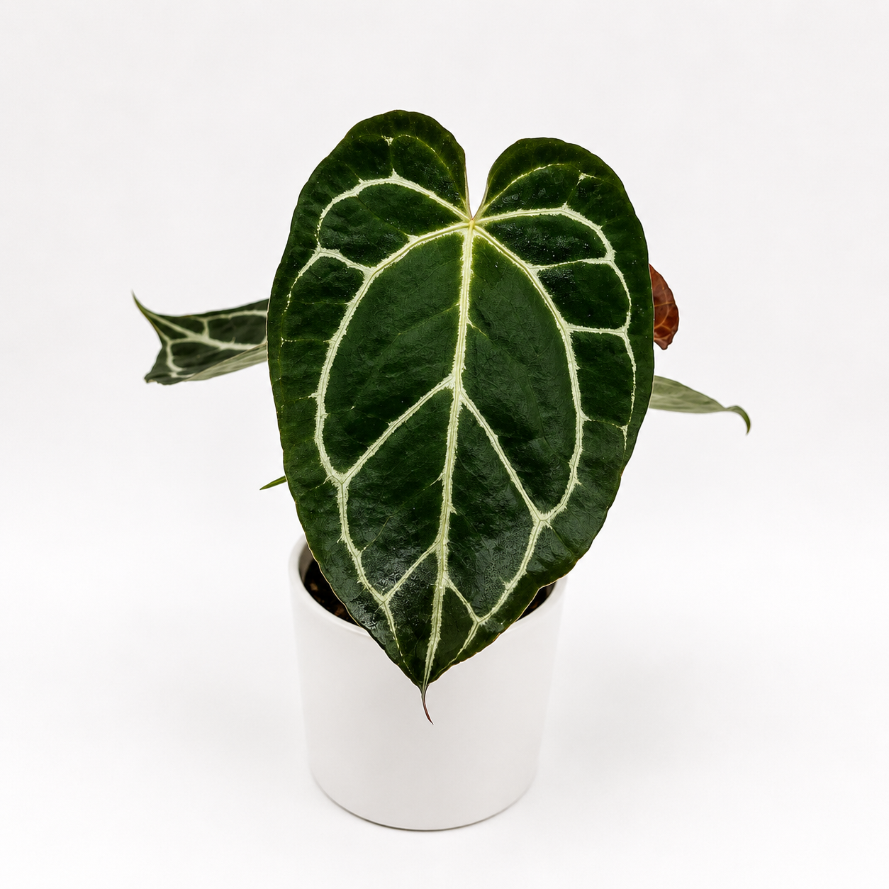Anthurium Crystallinum