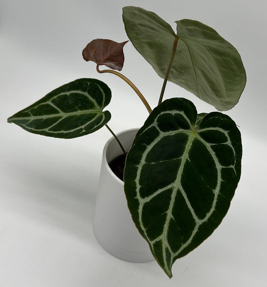 Anthurium Crystallinum