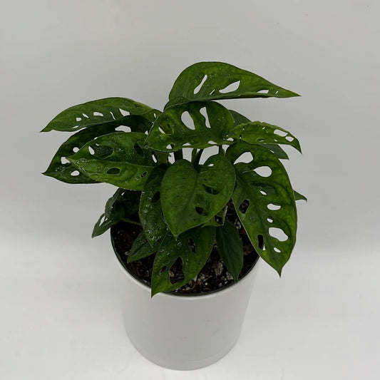 Monstera Adansonii RUNOPLANTS indoor plant with perforated leaves in white pot on Tampa Home & Garden Store