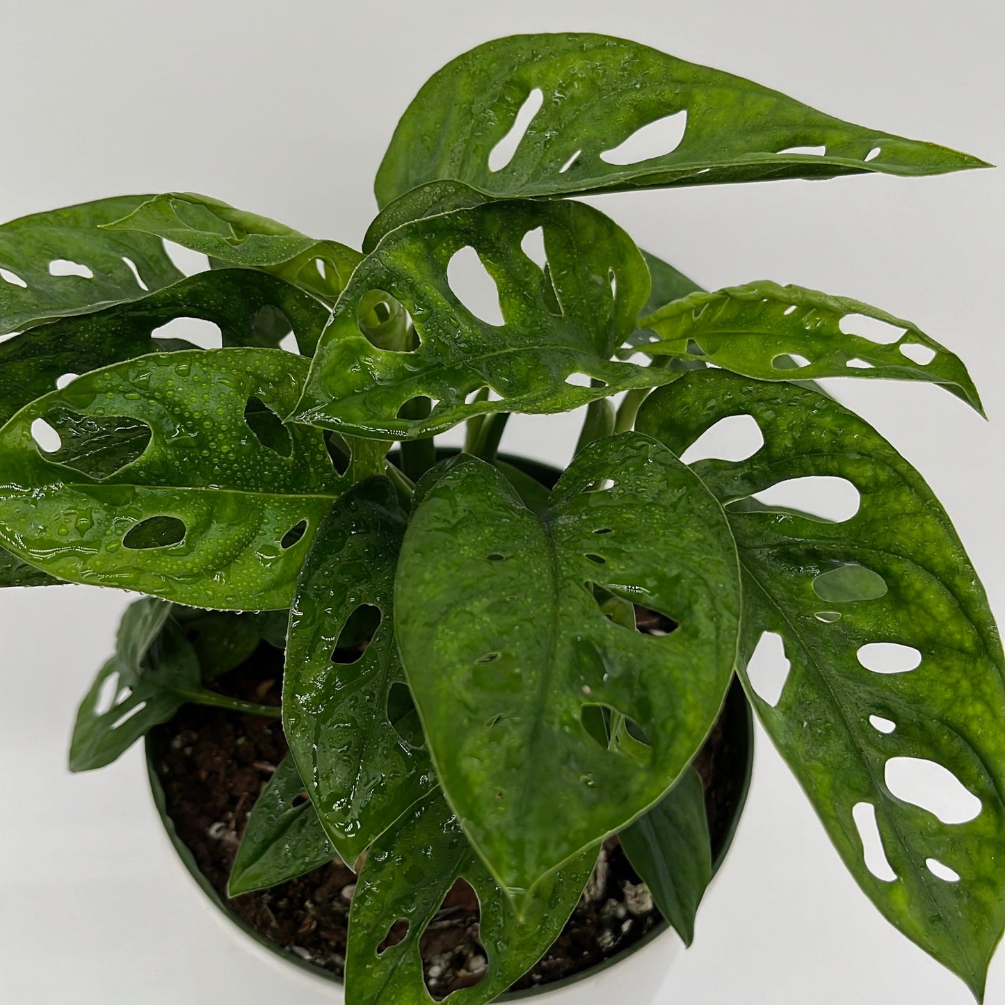 Monstera Adansonii (Swiss Cheese Plant)