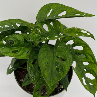 Monstera Adansonii (Swiss Cheese Plant)