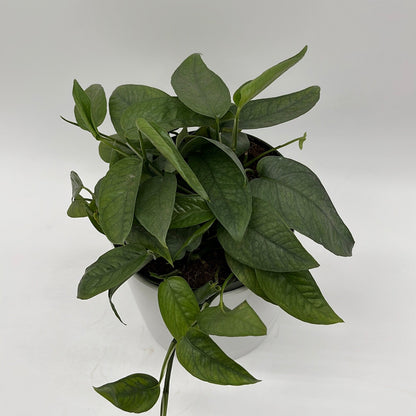 Pothos Cebu Blue