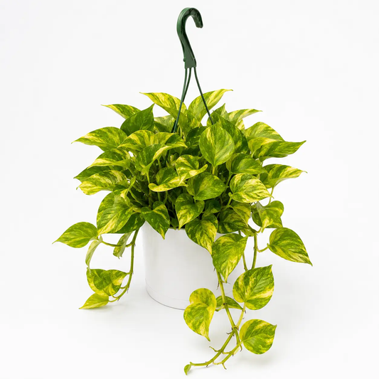 Pothos Neon Queen potted houseplant with variegated green-yellow leaves on Tampa Home & Garden Store