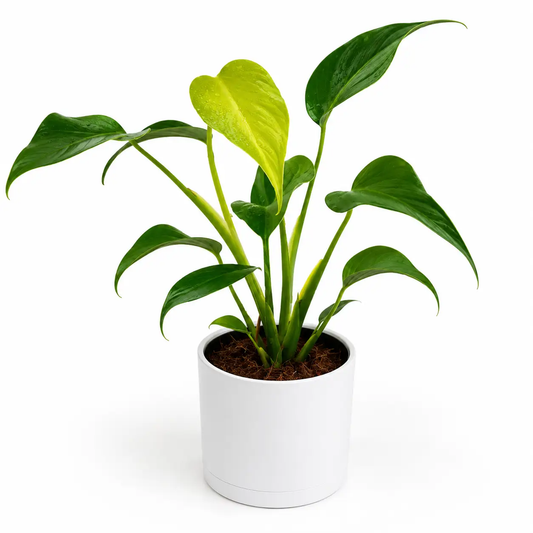 Monstera Burle Marx Flame potted houseplant in a white pot with green leaves on Tampa Home & Garden Store