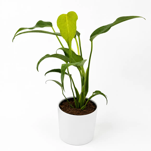 Monstera Burle Marx Flame plant from RUNOPLANTS with tall green leaves in a white pot on Tampa Home & Garden Store