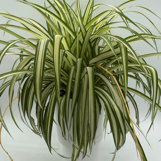 Inner Variegated Spider Plant