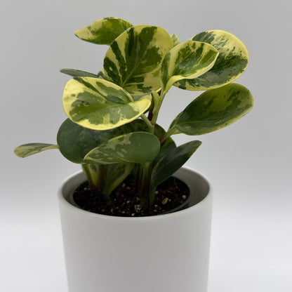 Peperomia Obtusifolia 'Pepperface'