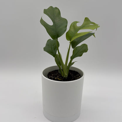 Rhaphidophora Tetrasperma Plant Mini Monstera