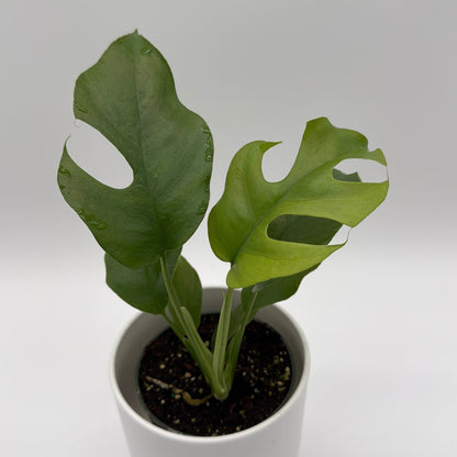 Rhaphidophora Tetrasperma Plant Mini Monstera