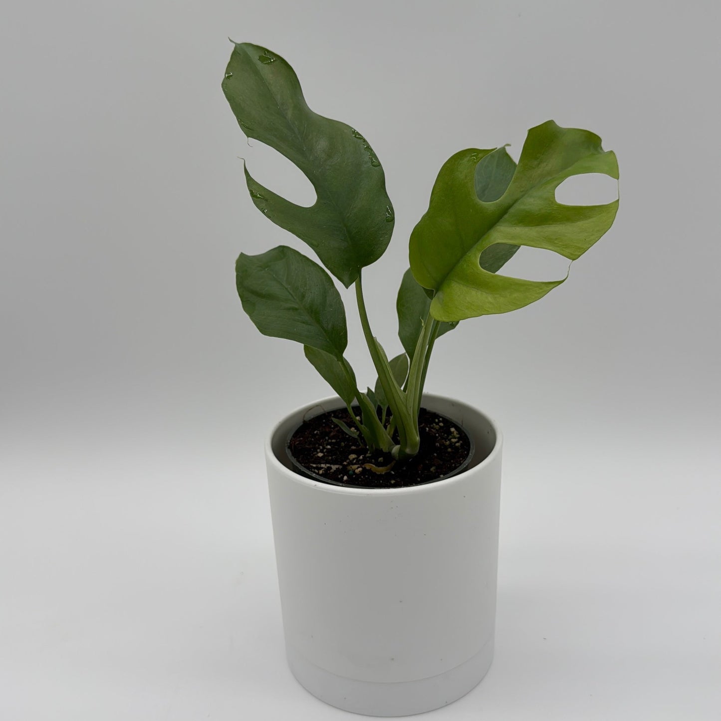 Rhaphidophora Tetrasperma Plant Mini Monstera
