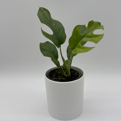 Rhaphidophora Tetrasperma Plant Mini Monstera