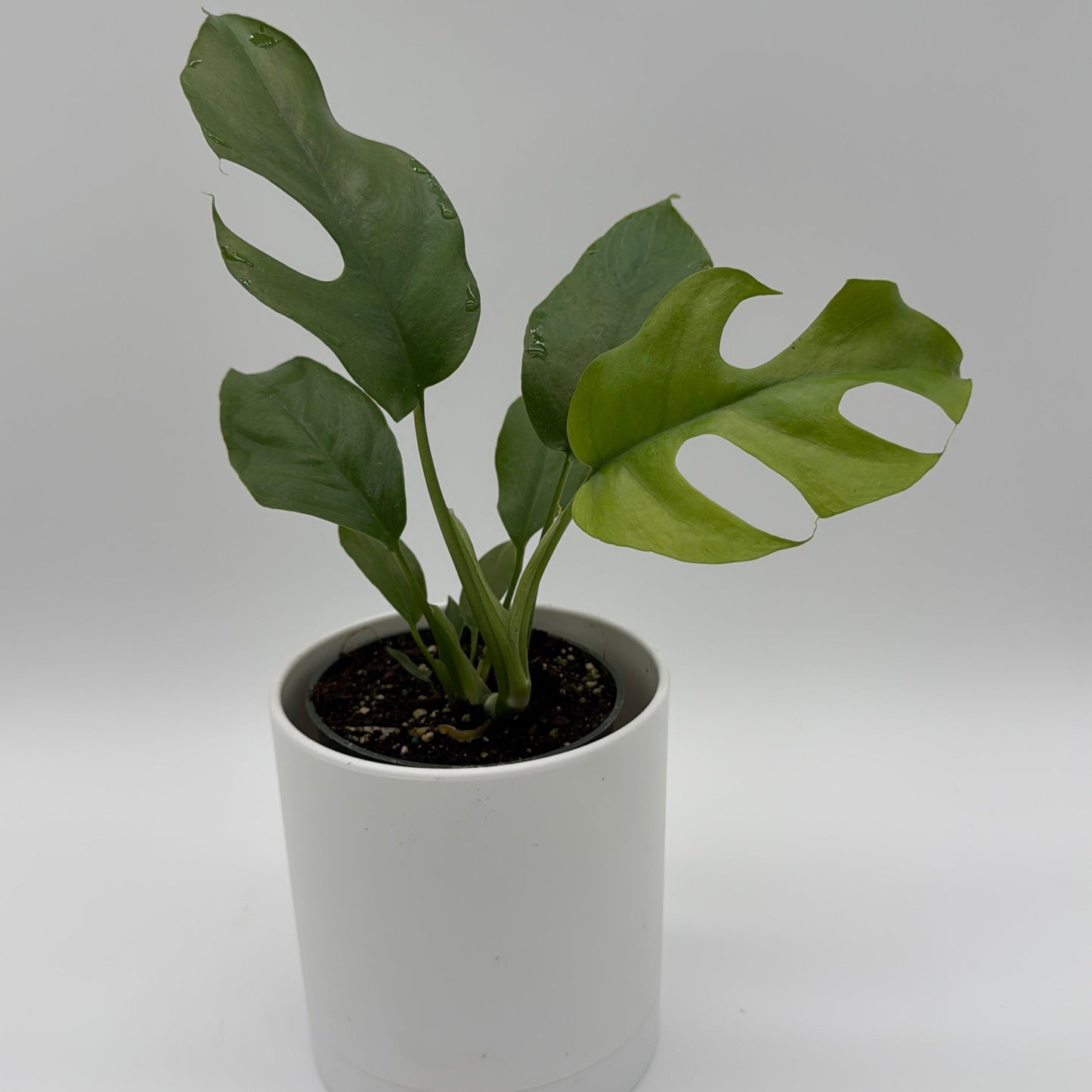 Rhaphidophora Tetrasperma Plant Mini Monstera