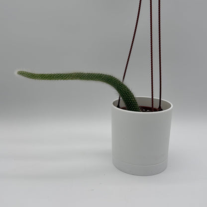 Monkey Tail Cactus