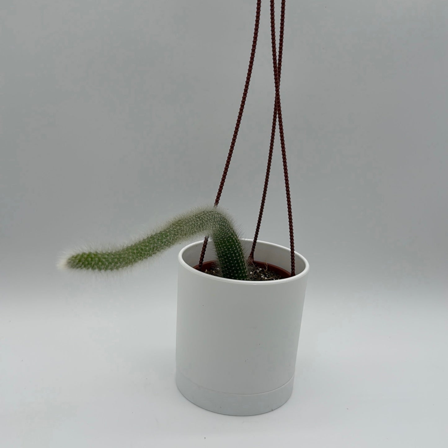 Monkey Tail Cactus
