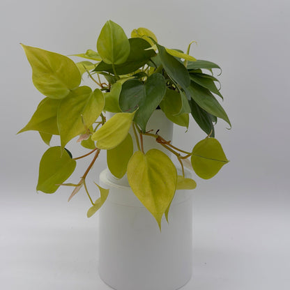 Philodendron Lemon Lime