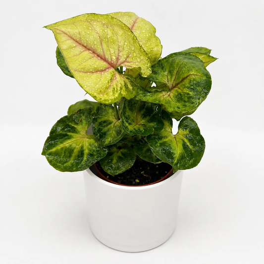 Syngonium Orn Thong Arrowhead Plant Golden Leaves with yellow-green leaves in white pot on Tampa Home & Garden Store