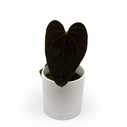 Anthurium Queen of Hearts