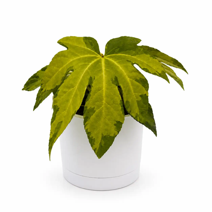Variegated Fatsia Japonica Camouflage Plant
