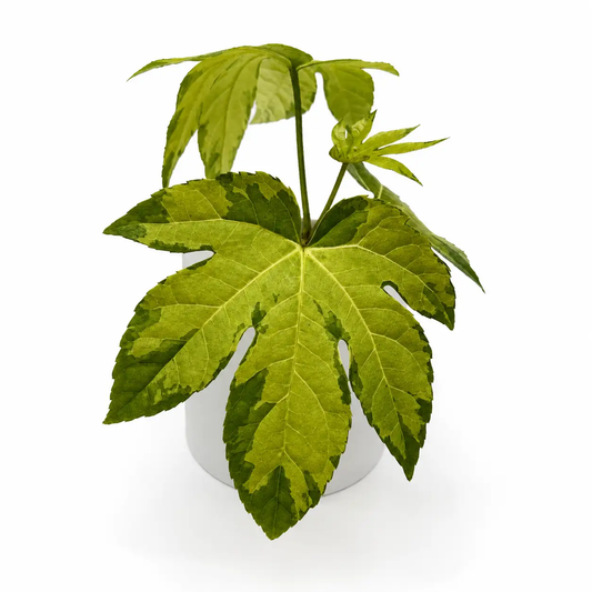 Variegated Fatsia Japonica Camouflage Plant