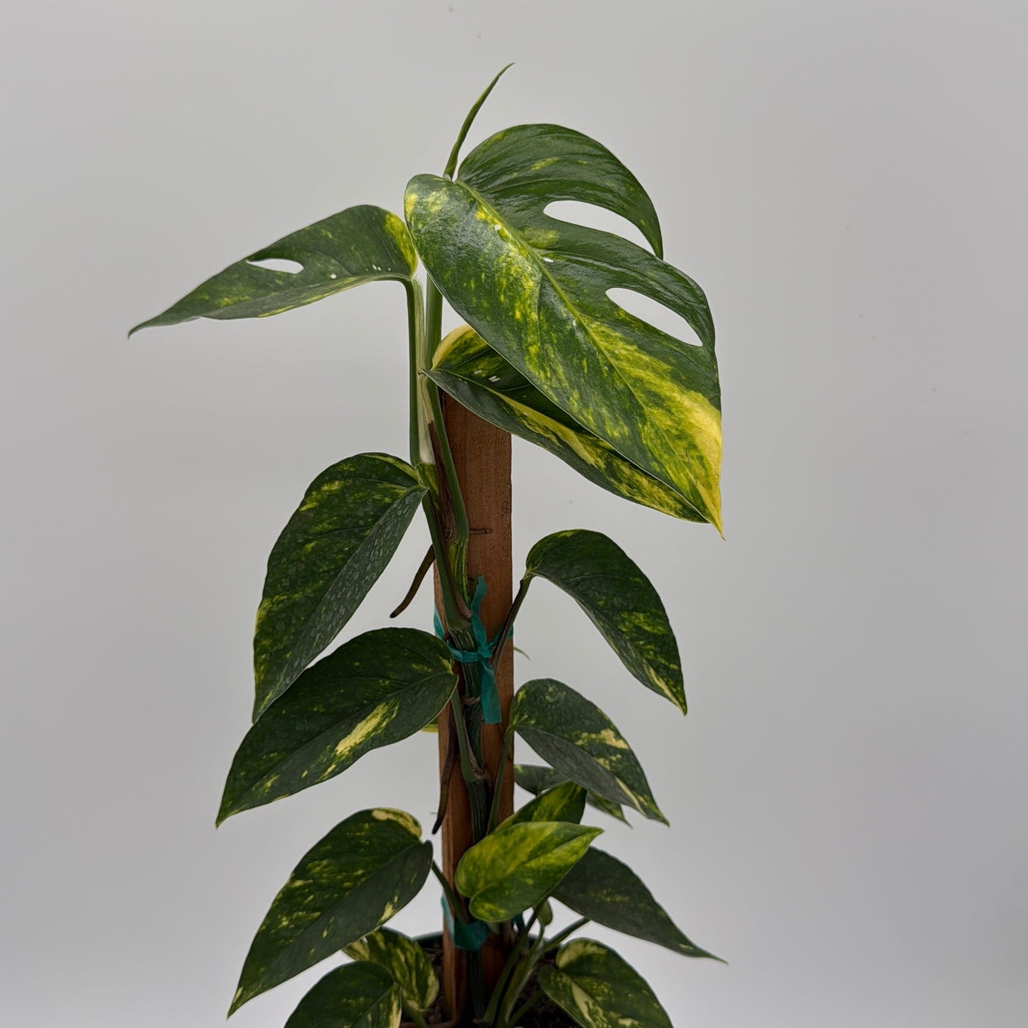 Epipremnum Pinnatum Yellow Flame Plant
