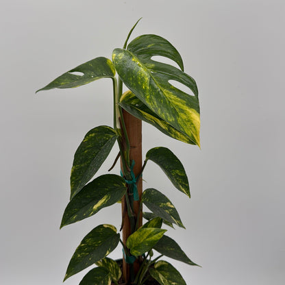 Epipremnum Pinnatum Yellow Flame Plant