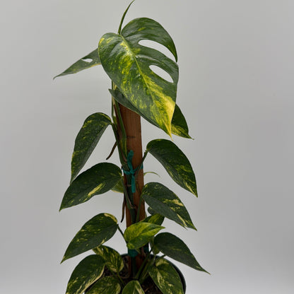 Epipremnum Pinnatum Yellow Flame