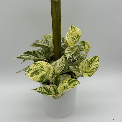 Pothos Marble Queen