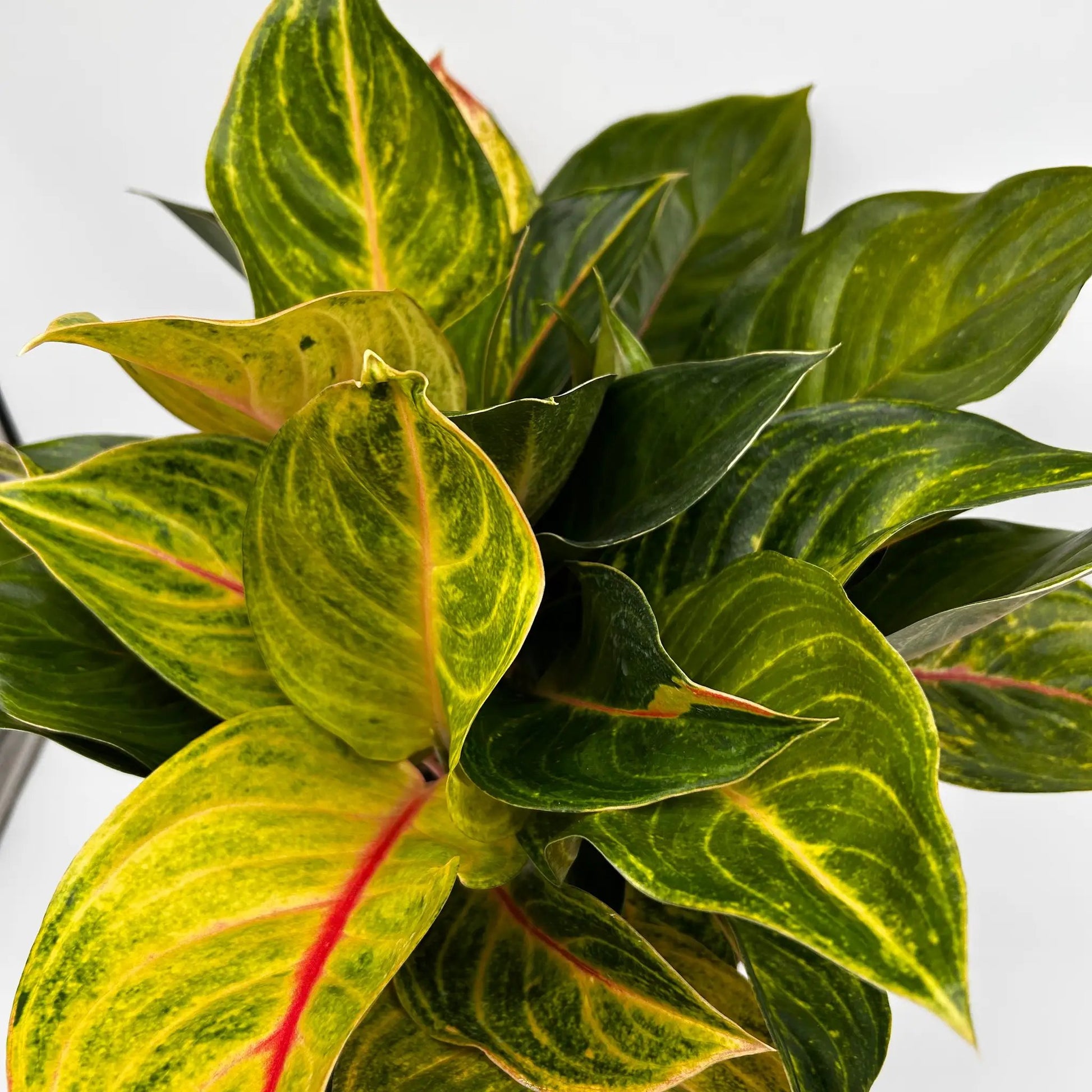 Aglaonema Golden Fluorite plant with yellow variegated leaves and red midribs on Tampa Home & Garden Store
