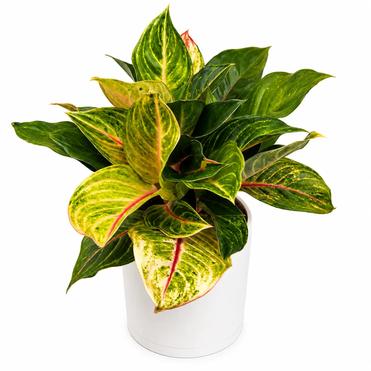 Aglaonema Golden Fluorite plant in white pot with yellow-green leaves and pink midribs on Tampa Home & Garden Store