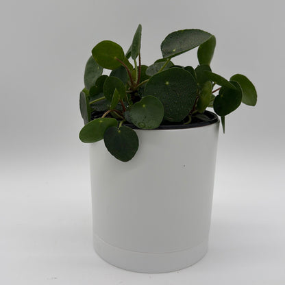 Chinese Money Tree (UFO Plant)