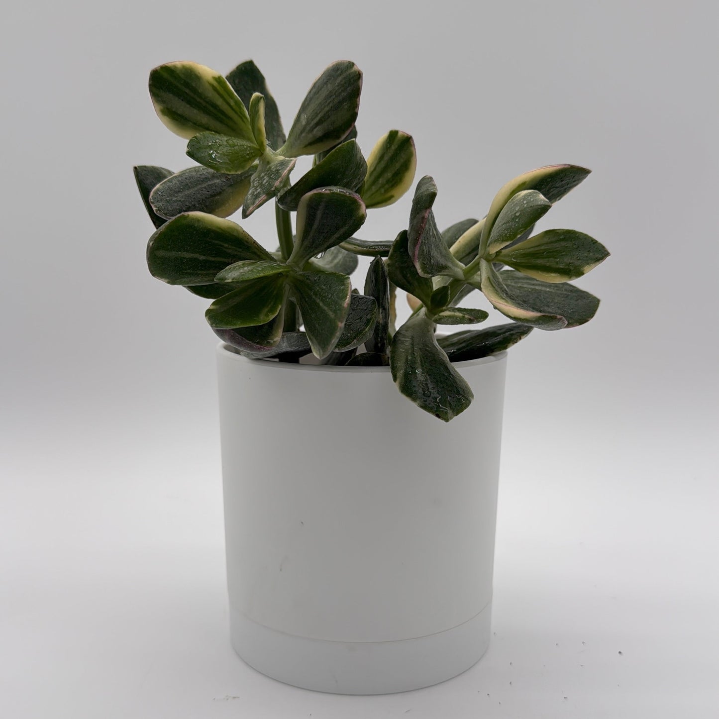 Variegated Jade Plant
