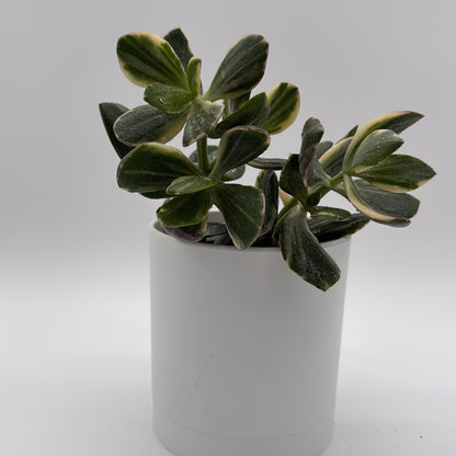Variegated Jade Plant