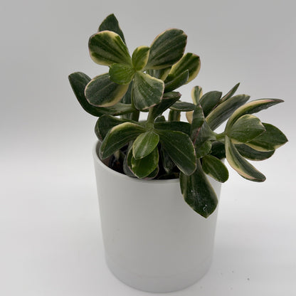 Variegated Jade Plant