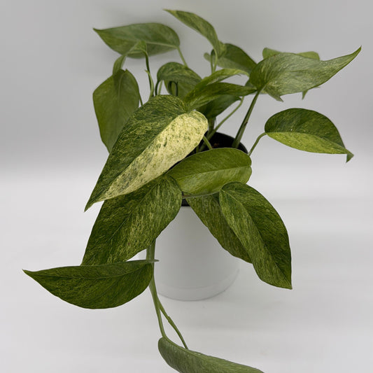 Pothos Jungle Mint