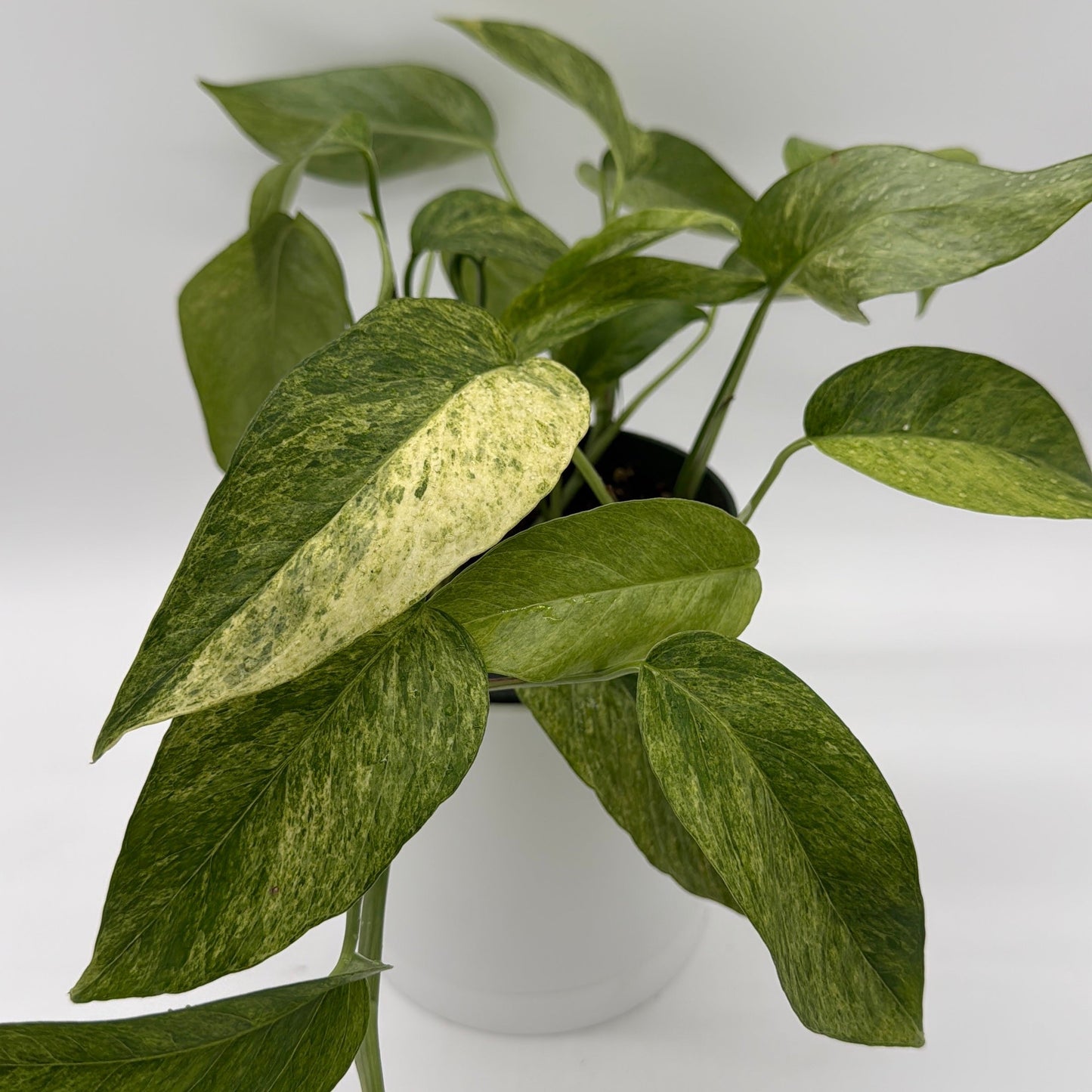 Pothos Jungle Mint