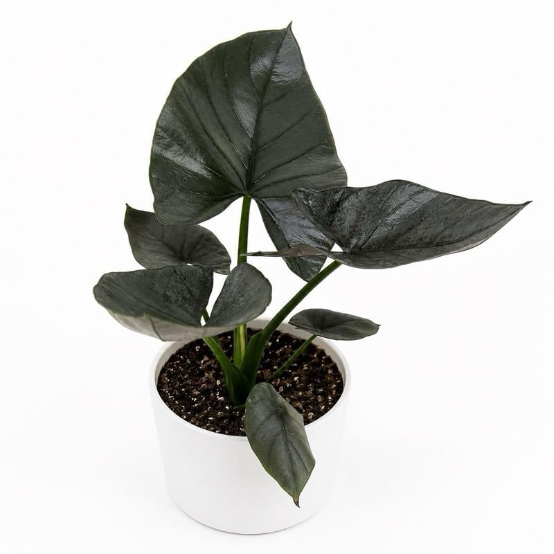 Alocasia Reginae Jewel Plant With Silver Veins