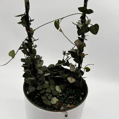 Variegated String of Hearts Plant for Decor
